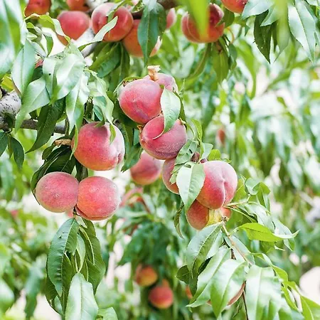 Family Vega 3* Sf. Constantin și Elena